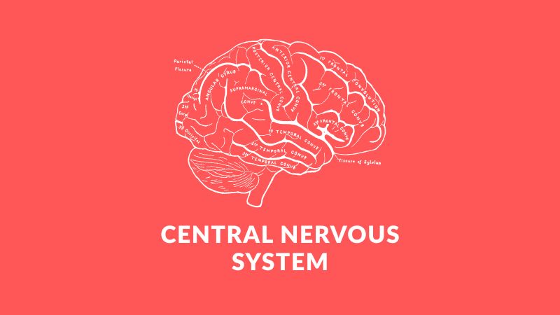 CNS (中枢神経系) 領域の市場マップ